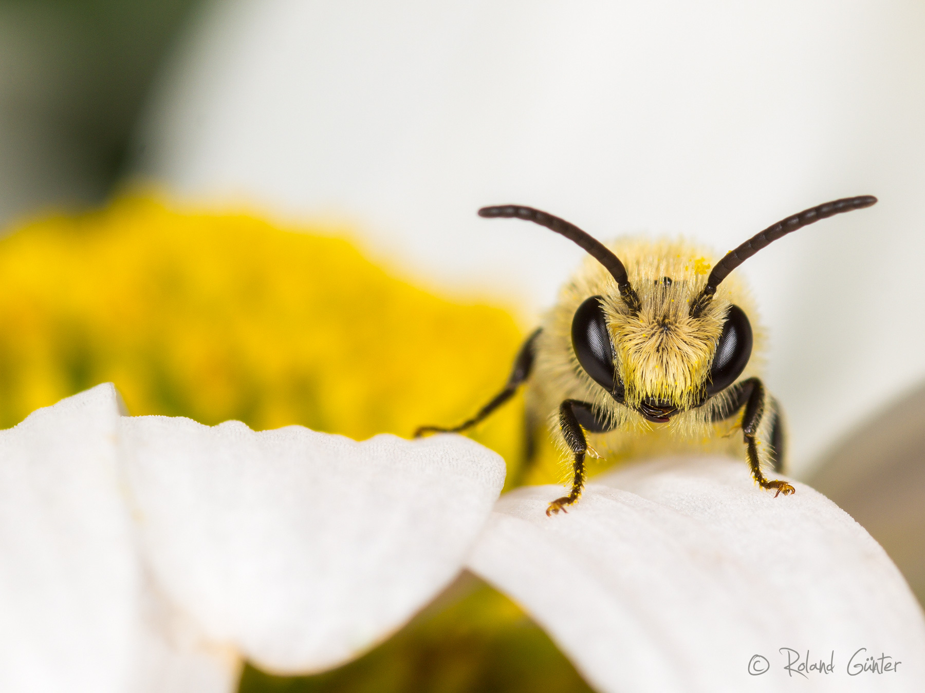 Seidenbiene; © Roland Günter