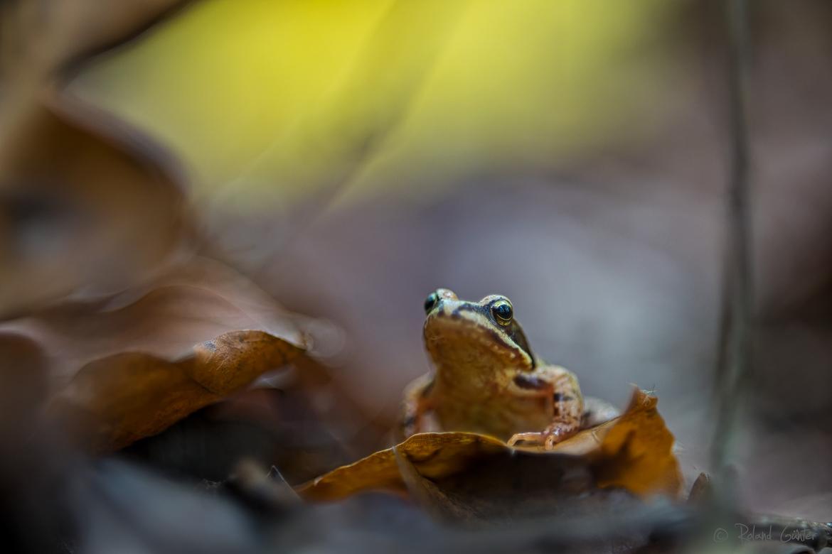 Grasfrosch im Herbstwald; © Roland Günter