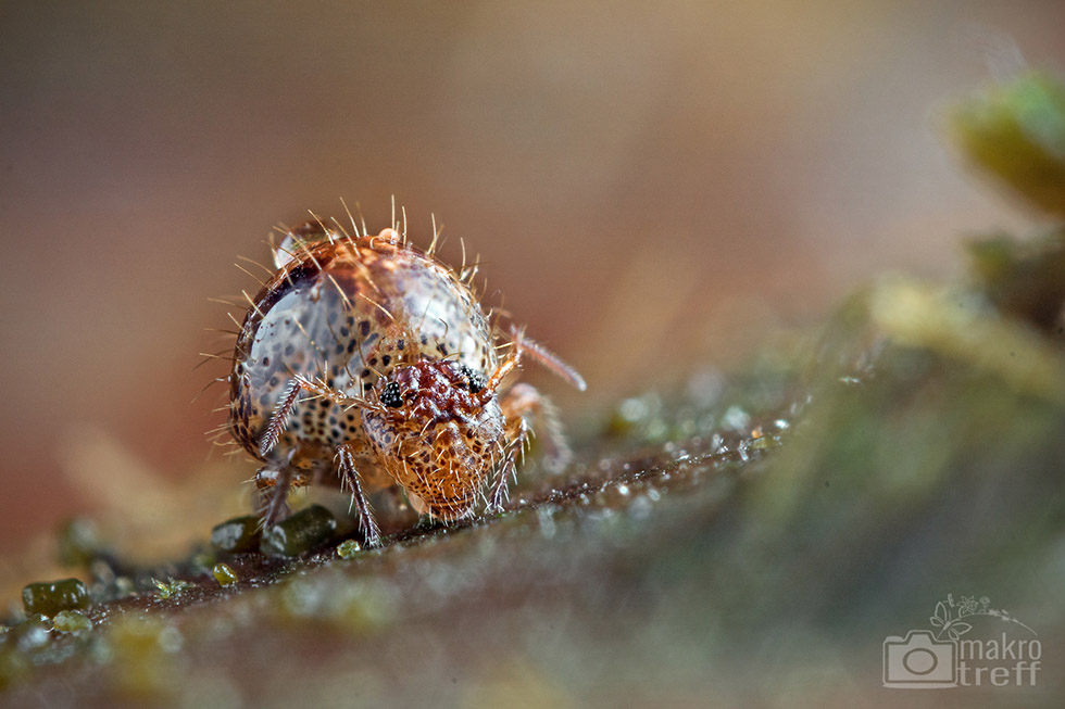 Insekt des Jahres 2016: Allacma fusca auf Totholz Foto: Valentin Gutekunst