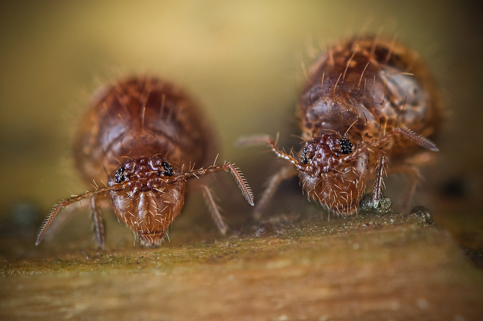 Insekt des Jahres 2016: Allacma fusca auf Totholz Foto: Valentin Gutekunst