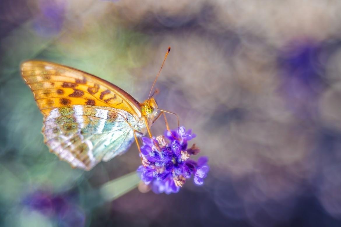 Dream of a butterfly von JPeter