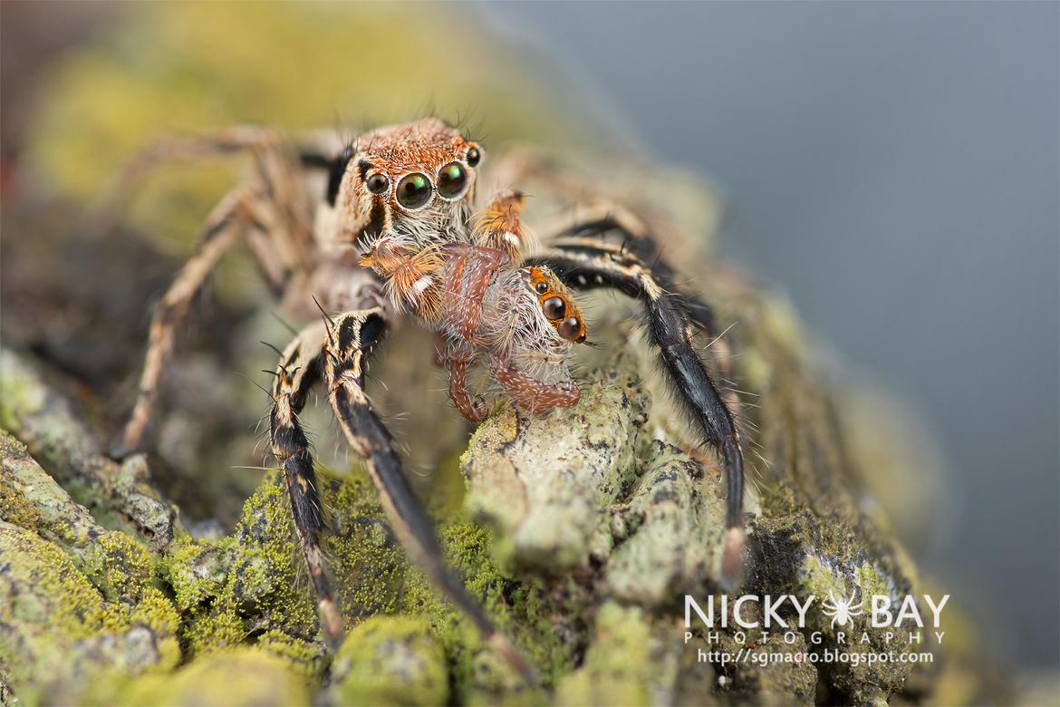 Jumping Spider (Salticidae) by Nicky Bay http://sgmacro.blogspot.com