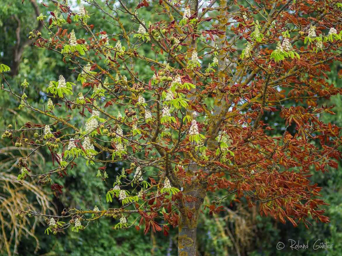 Notblüte der Kastanie im Herbst; © R. Günter