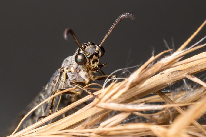 Geflecktflüglige Ameisenjungfer / Antlion Foto von Andreas Voigt