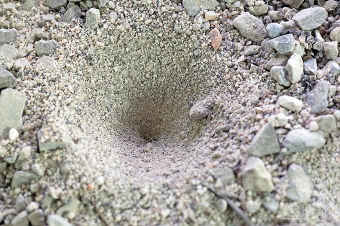 Einzelner Trichter eines Ameisenlöwen im Sand