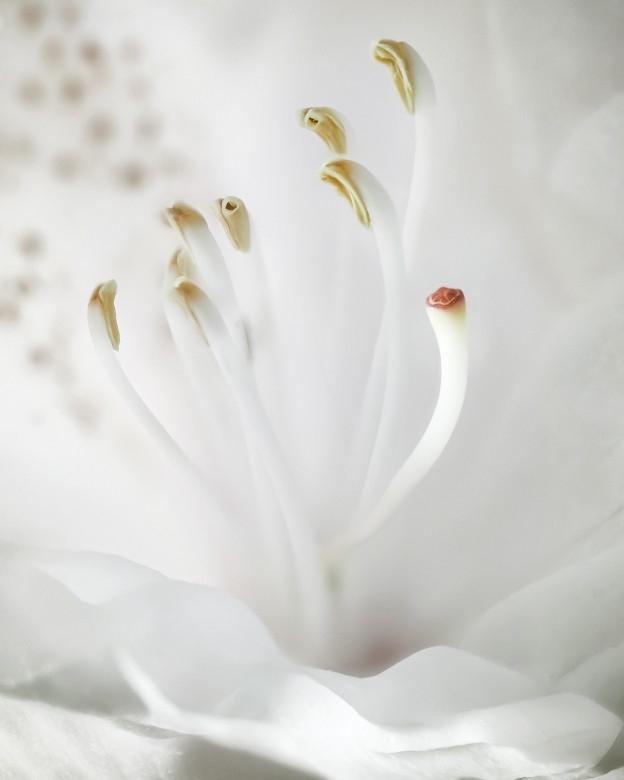 Rhododendron Detail von gx.san